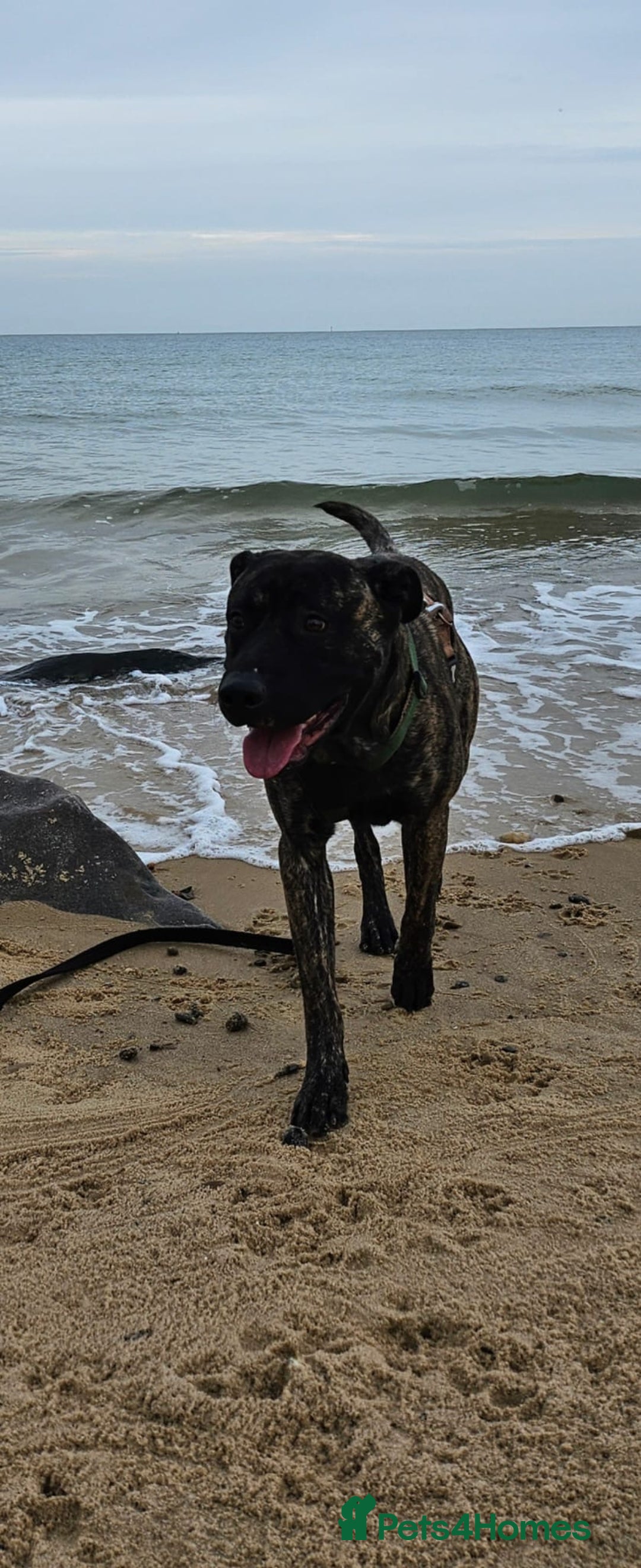 Mixed Breed dogs for sale: Clyde - Image 7