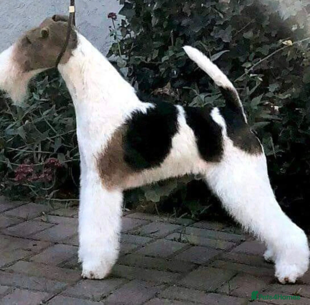 Fox Terrier dogs for stud: KC REG WIRE FOX TERRIER STUD in Todmorden - Advert 3