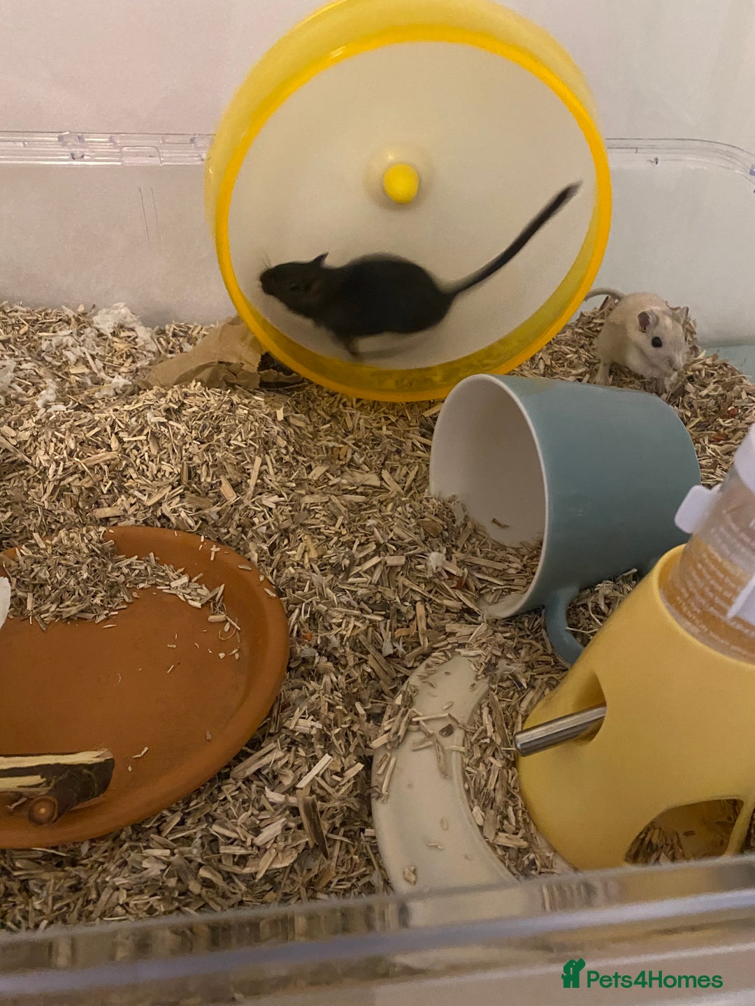 Gerbil rodents for sale: Two male gerbils - Advert 1