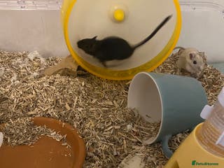 Gerbil rodents Two male gerbils - Advert 12
