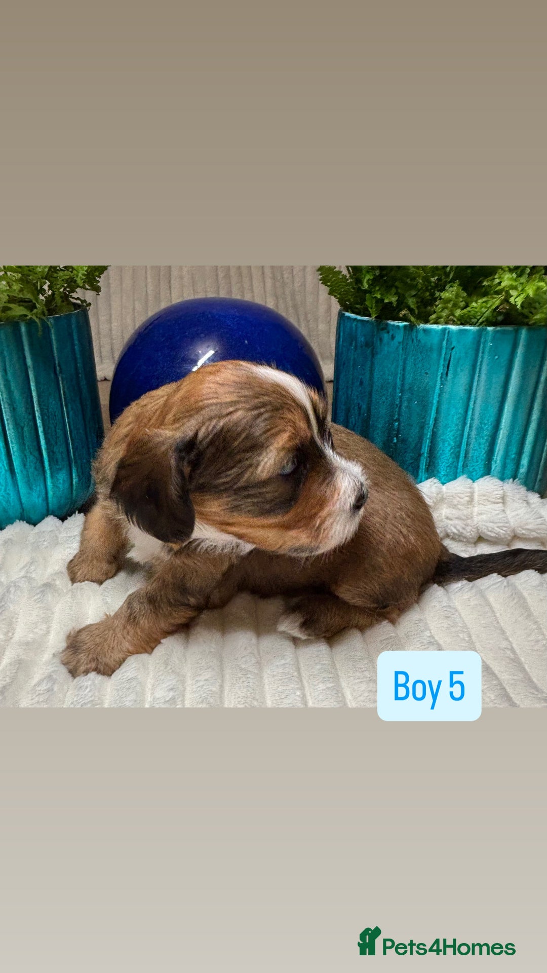 Havanese dogs for sale: 9 Beautiful Havanese Pedigree Puppies  - Advert 18