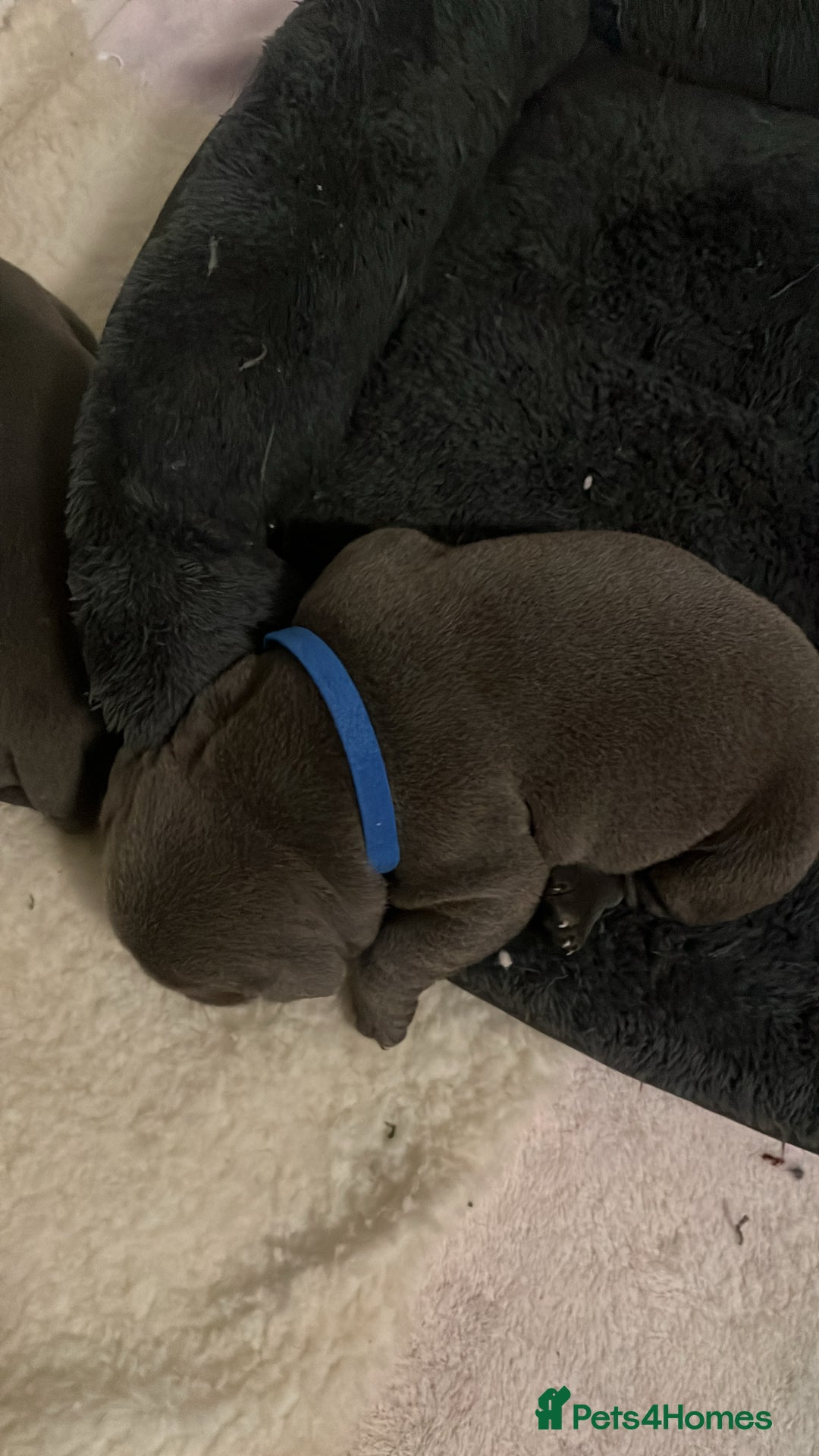 Staffordshire Bull Terrier dogs for sale: Blue Staffordshire bull terrier puppies  - Advert 10