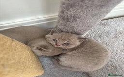 British Shorthair cats for sale: Lilic GCCF registered active champion lines  - Image 22