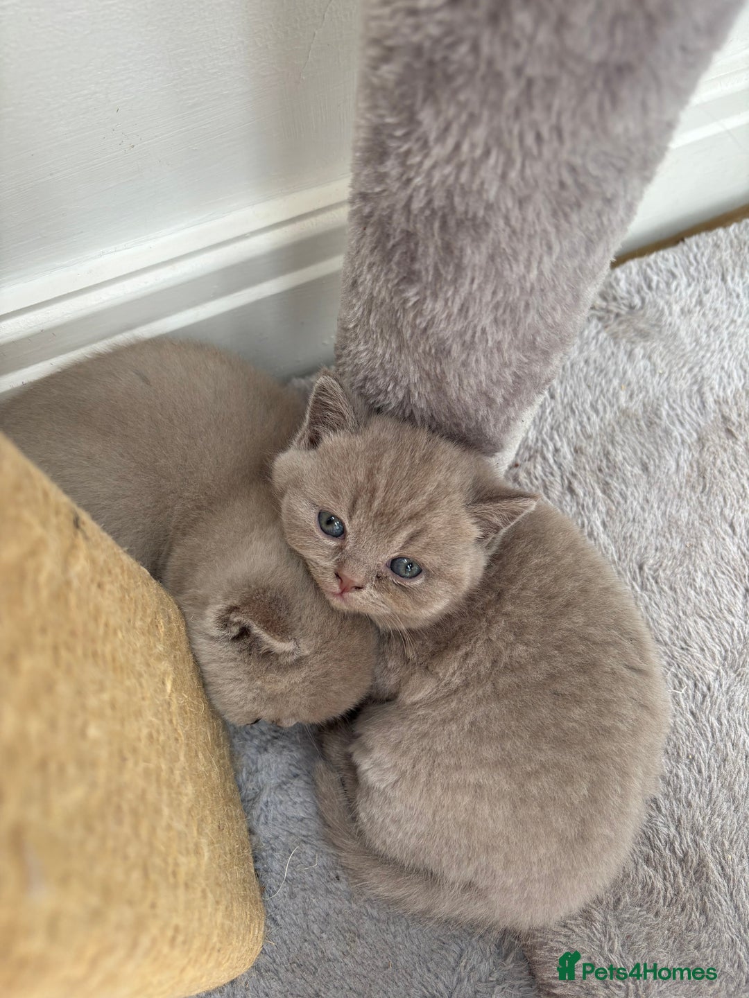 British Shorthair cats for sale: Lilic GCCF registered active champion lines  - Image 22