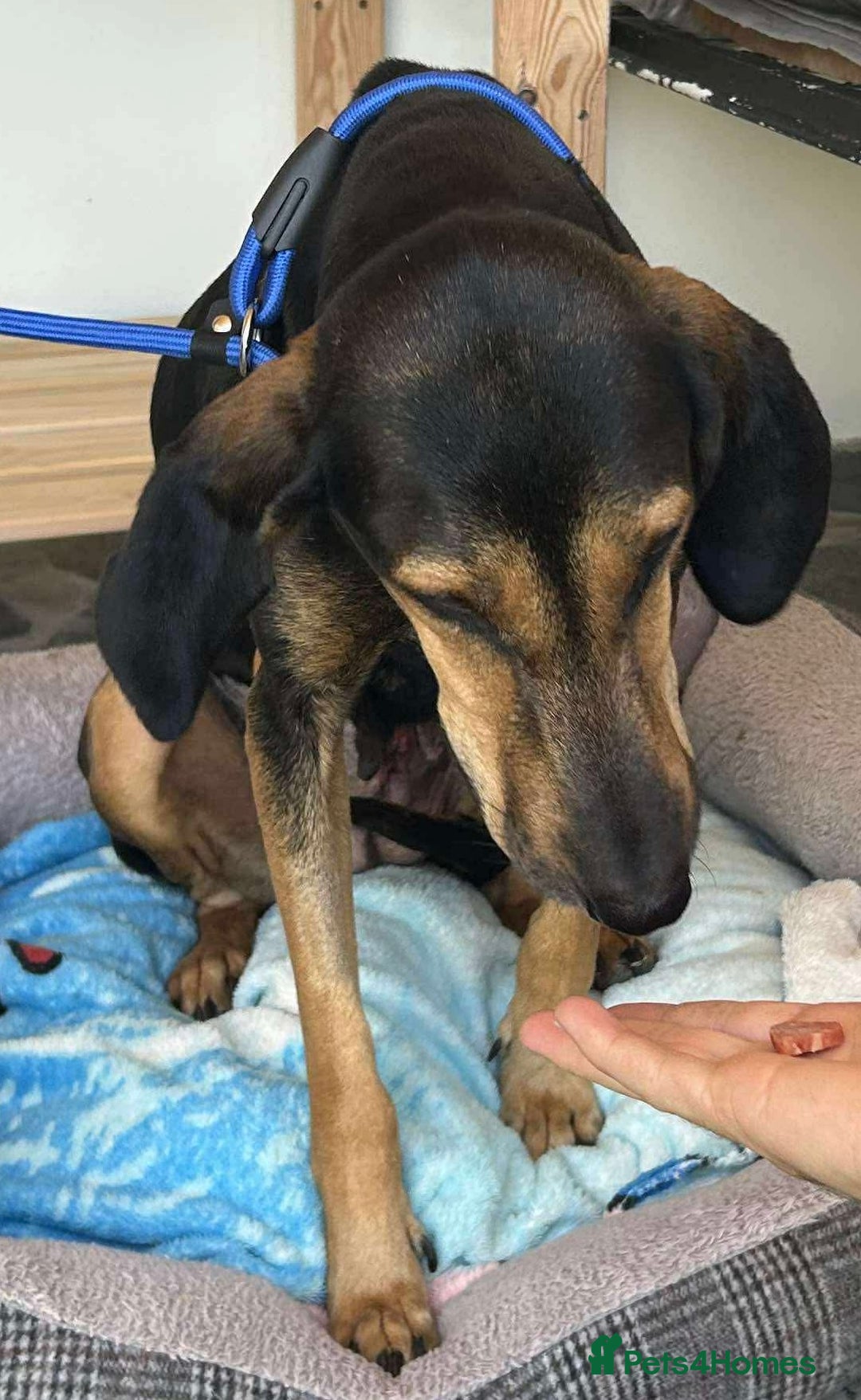 Mixed Breed dogs for adoption: Cinnamon needs a loving home  - Image 26