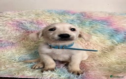 Goldador dogs for sale: Stunning litter of Goldador Puppies  - Image 19
