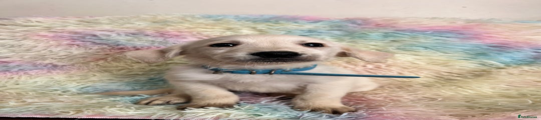 Goldador Puppy 1