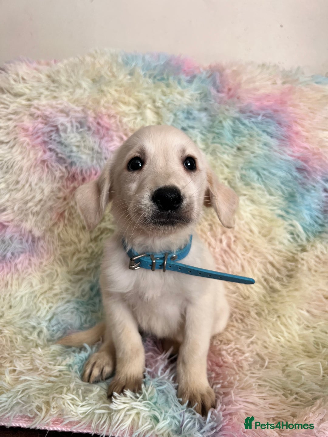 Goldador dogs for sale: Stunning litter of Goldador Puppies  - Image 19