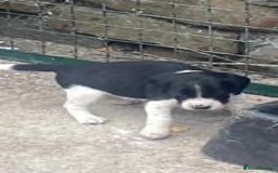 Mixed Breed dogs for sale: Speagle pup (male) - Image 3
