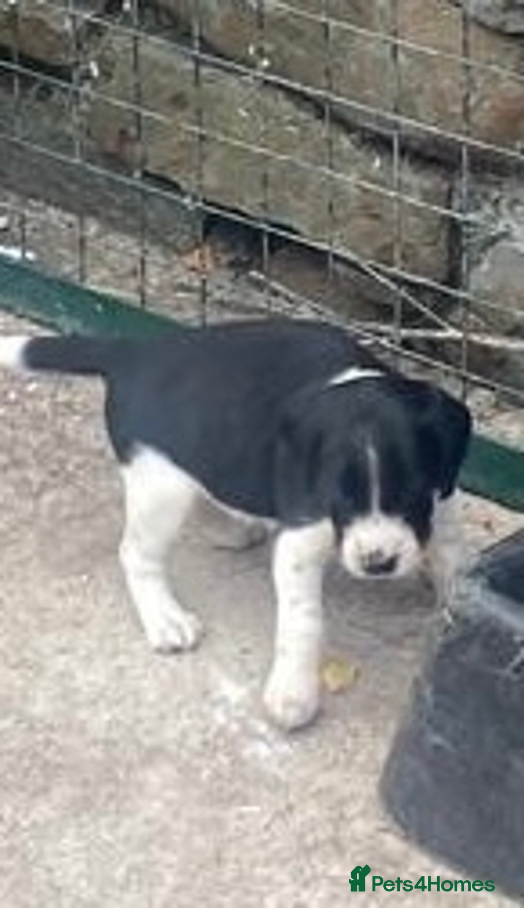 Mixed Breed dogs for sale: Speagle pup (male) - Image 3