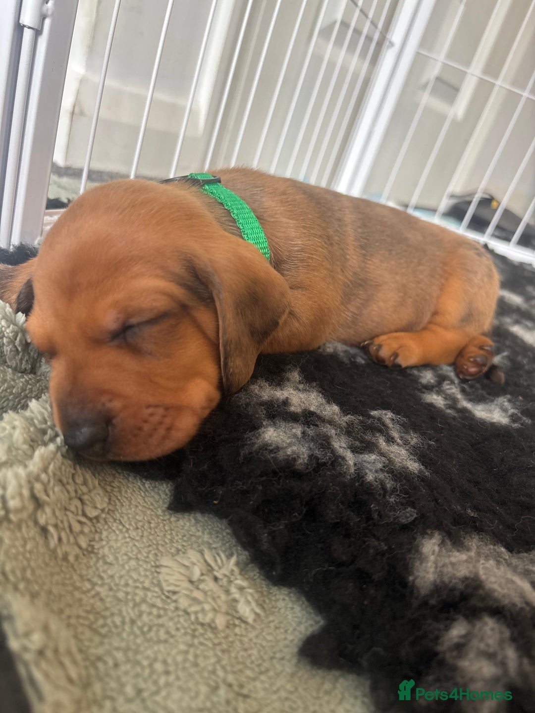 Dachshund dogs for sale: Beautiful dachshund puppies  - Image 29