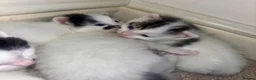Mixed Breed cats for sale: Four beautiful kittens available  - Advert 8