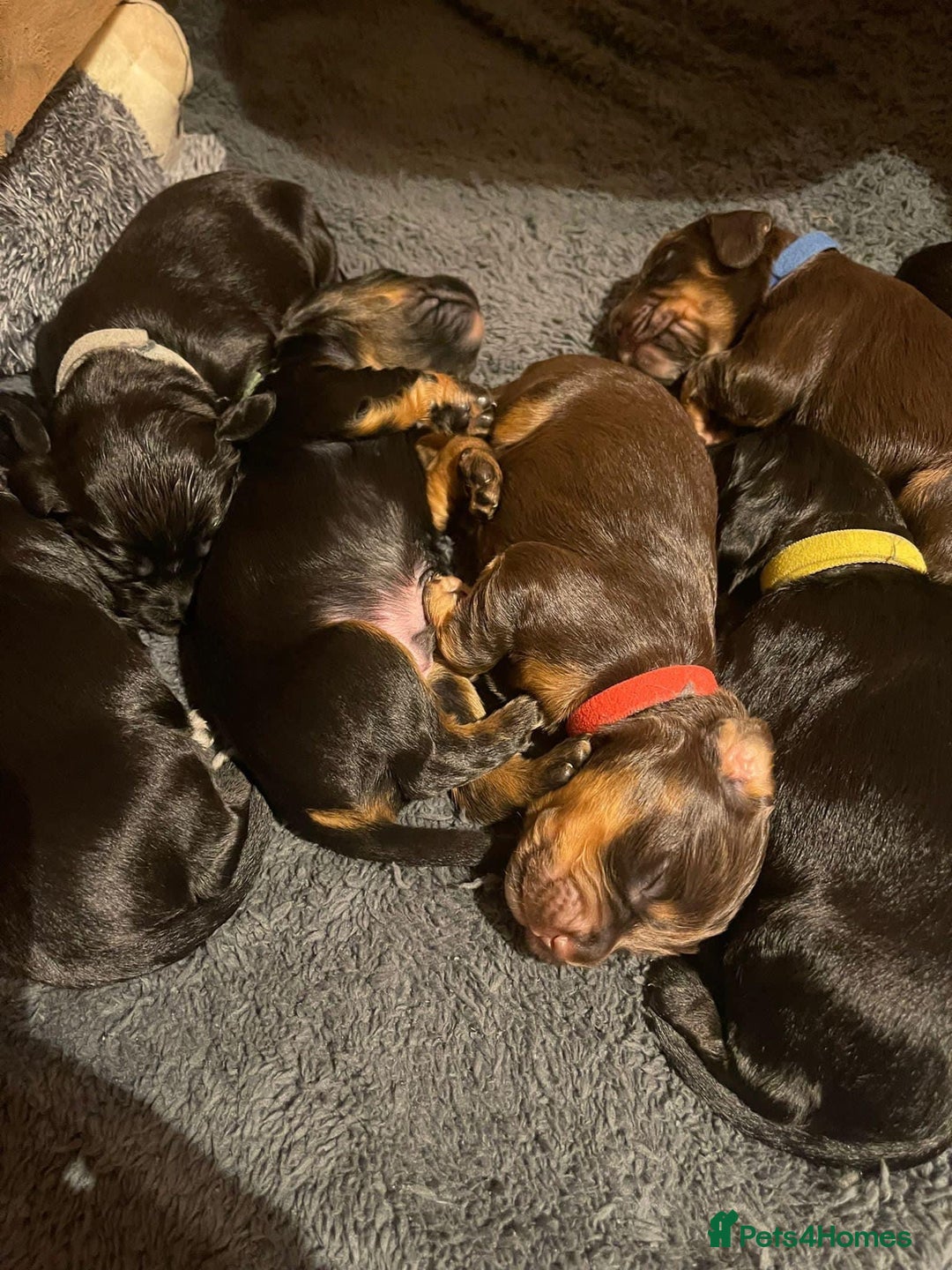 Cocker Spaniel dogs for stud: Kc health tested working cocker spaniel  - Image 3