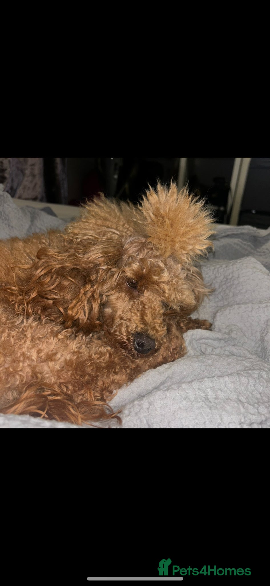 Miniature Poodle dogs Male mini poodle  - Advert 2