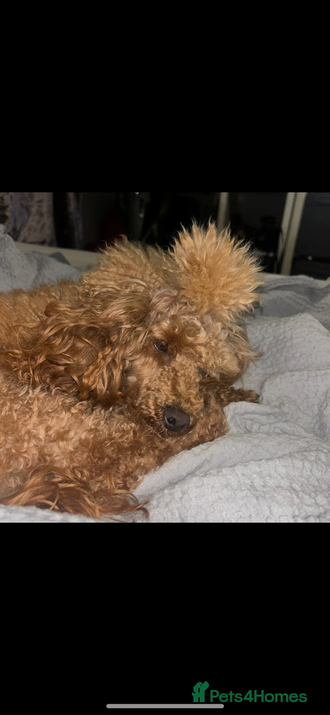 Miniature Poodle dogs for sale: Male mini poodle  - Advert 2