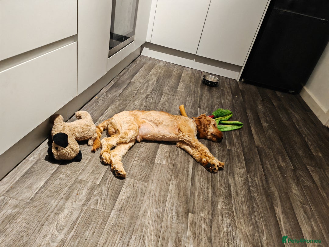 Cavapoo dogs for sale: REHOMING  - Advert 5