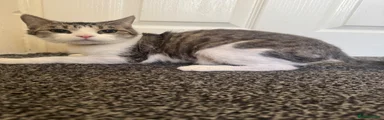 Domestic Shorthair 1