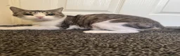 Domestic Shorthair cats for sale: Mother (Lucy) and Daughter (Sparkles) in Birmingham - Advert 5