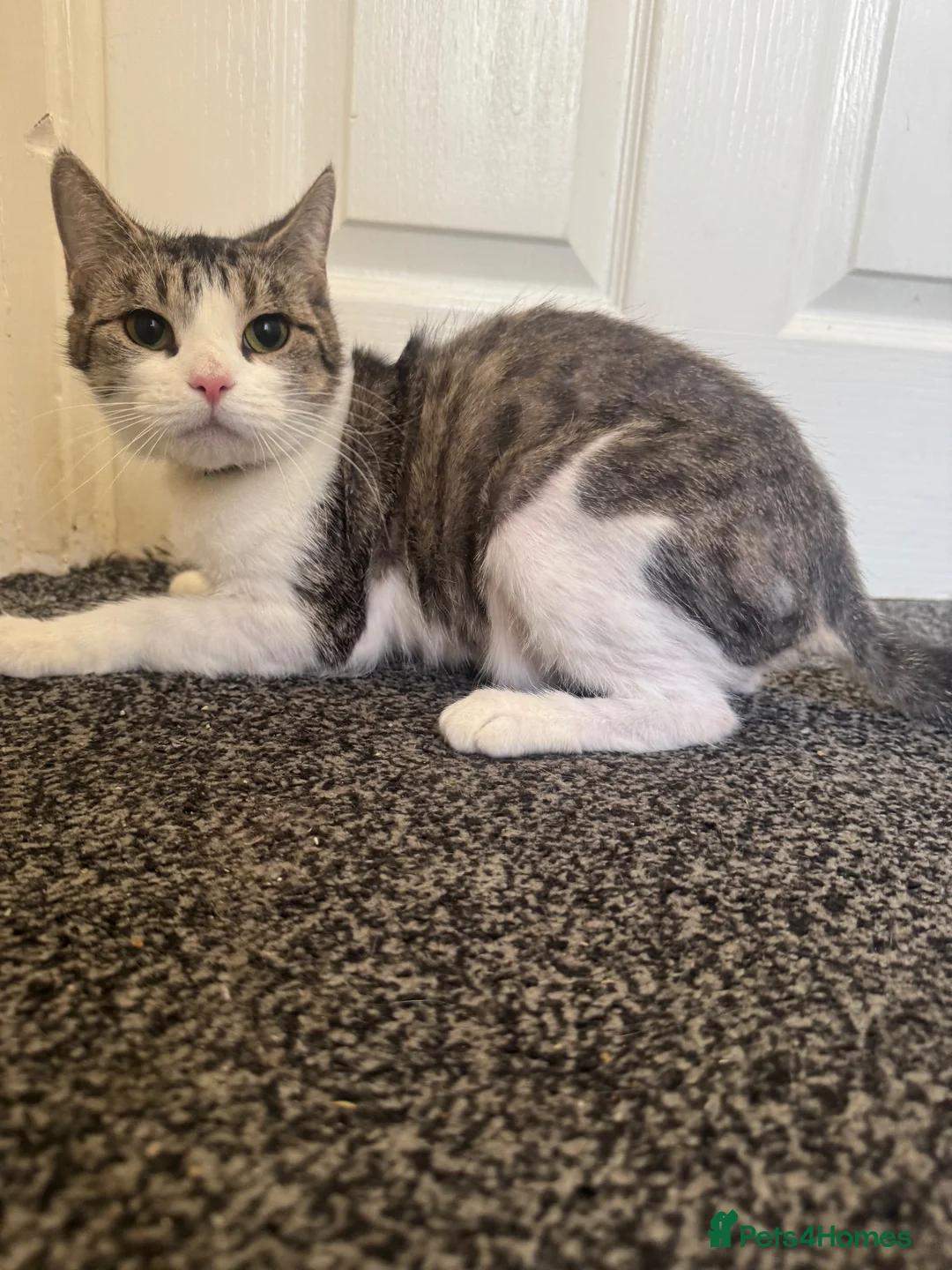 Domestic Shorthair cats for sale: Mother (Lucy) and Daughter (Sparkles) in Birmingham - Advert 5