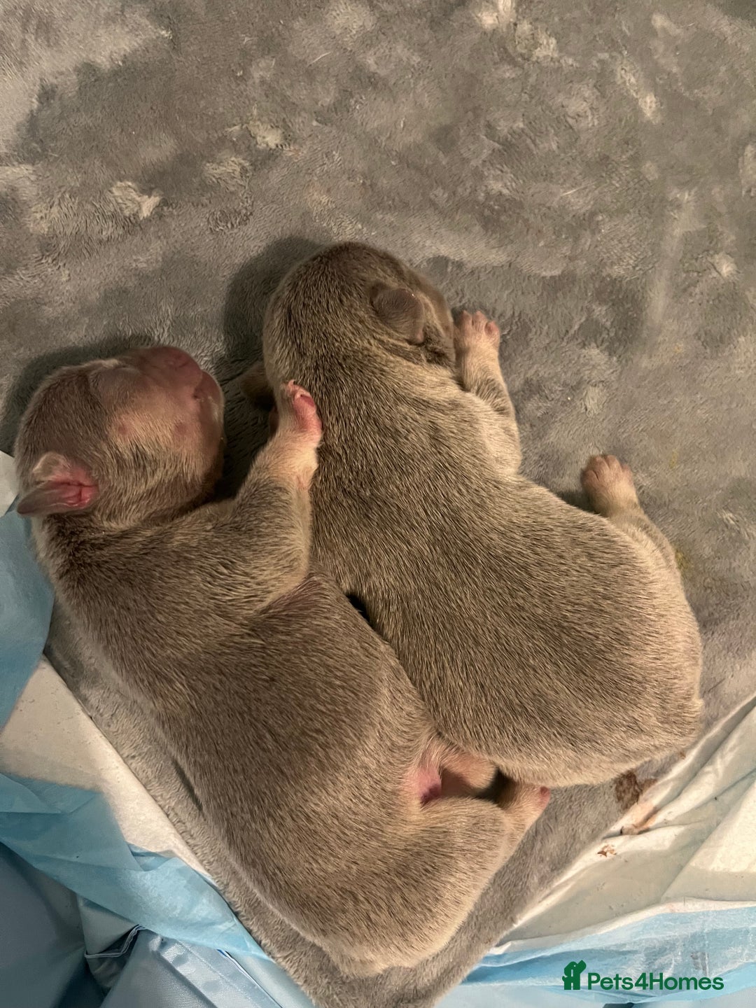 French Bulldog dogs for sale: French bulldog bitches  - Image 1