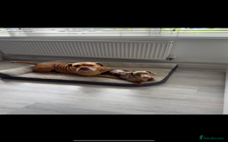 Miniature Dachshund dogs for sale: Olive  - Advert 7