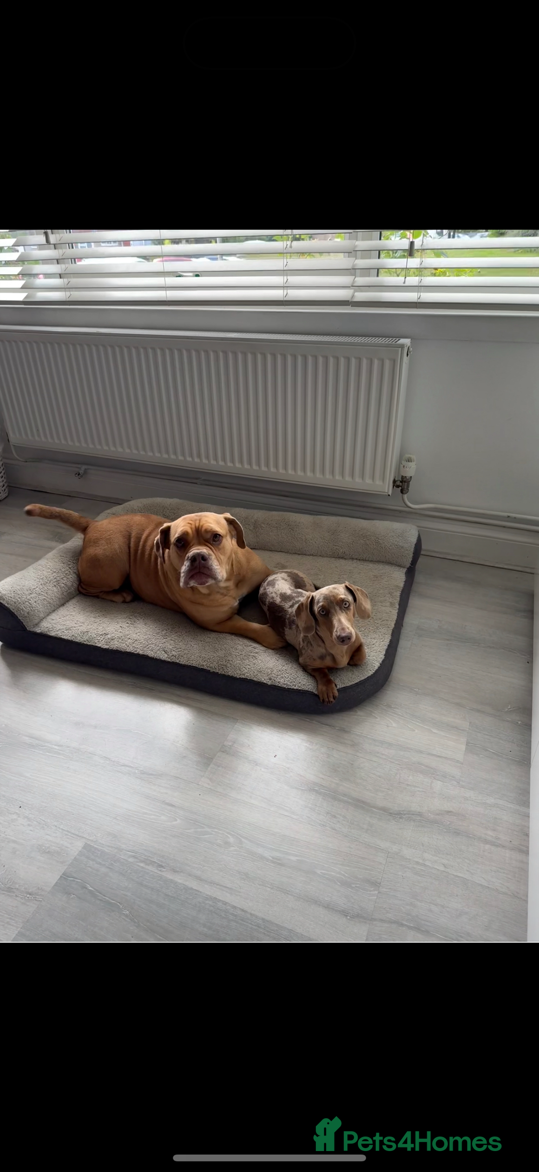 Miniature Dachshund dogs for sale: Olive  - Advert 7