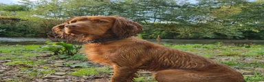 Cocker Spaniel 1