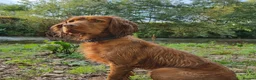 Cocker Spaniel dogs for sale: 4 year old cocker spaniel  - Advert 2