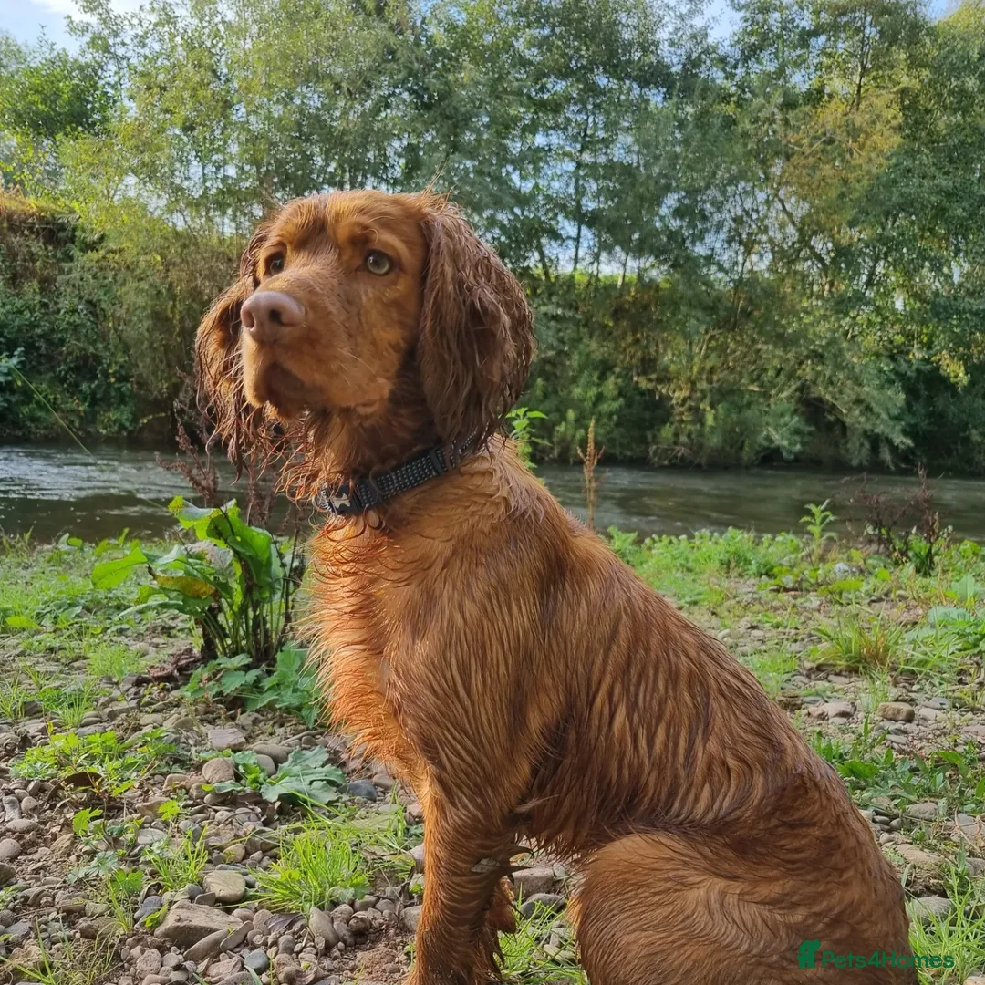 Cocker Spaniel dogs for sale: 4 year old cocker spaniel  - Advert 2