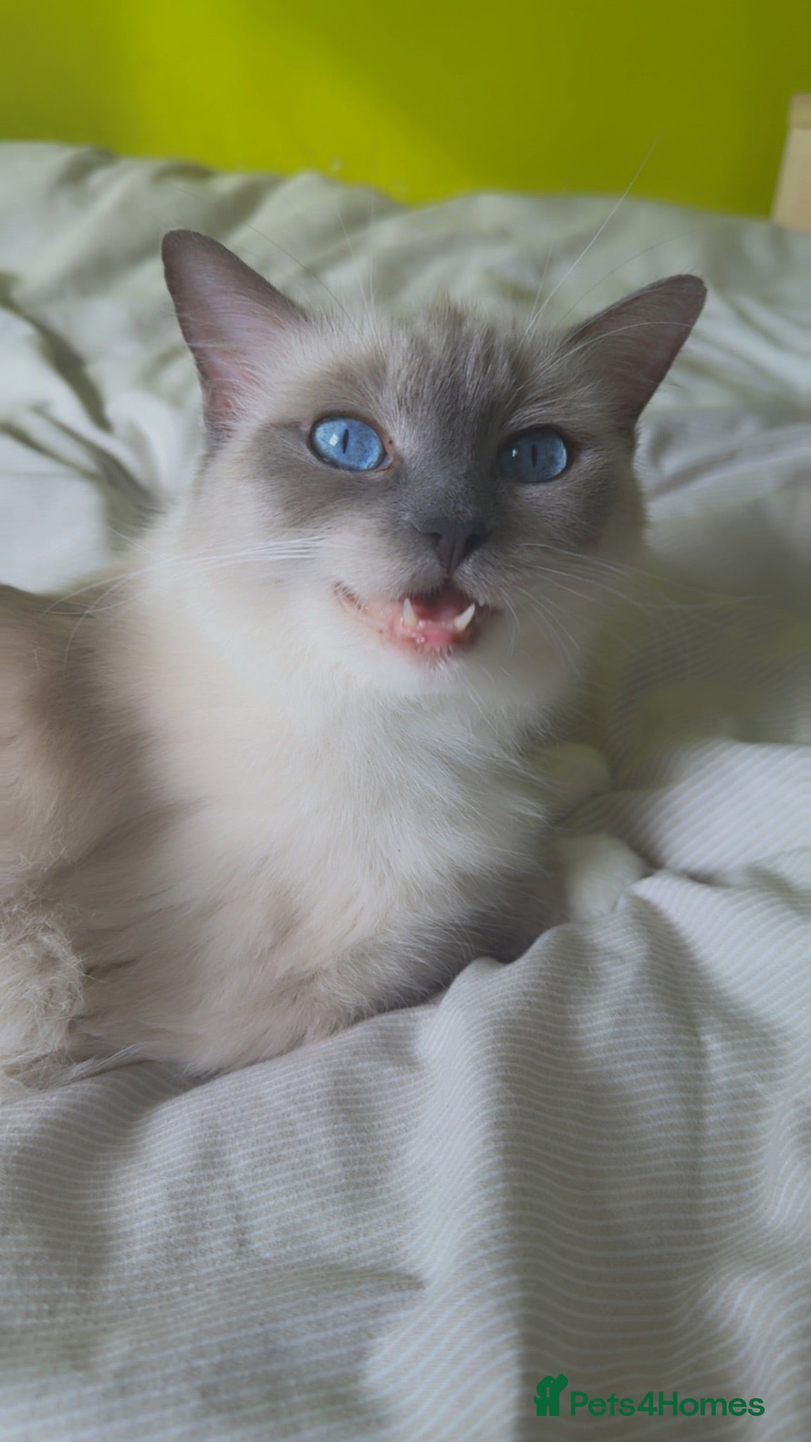 Ragdoll cats Pedigree ragdoll - Advert 3