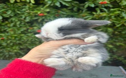 Mini Lop rabbits for sale: 3 beautiful mini lop rabbits for sale  - Image 9