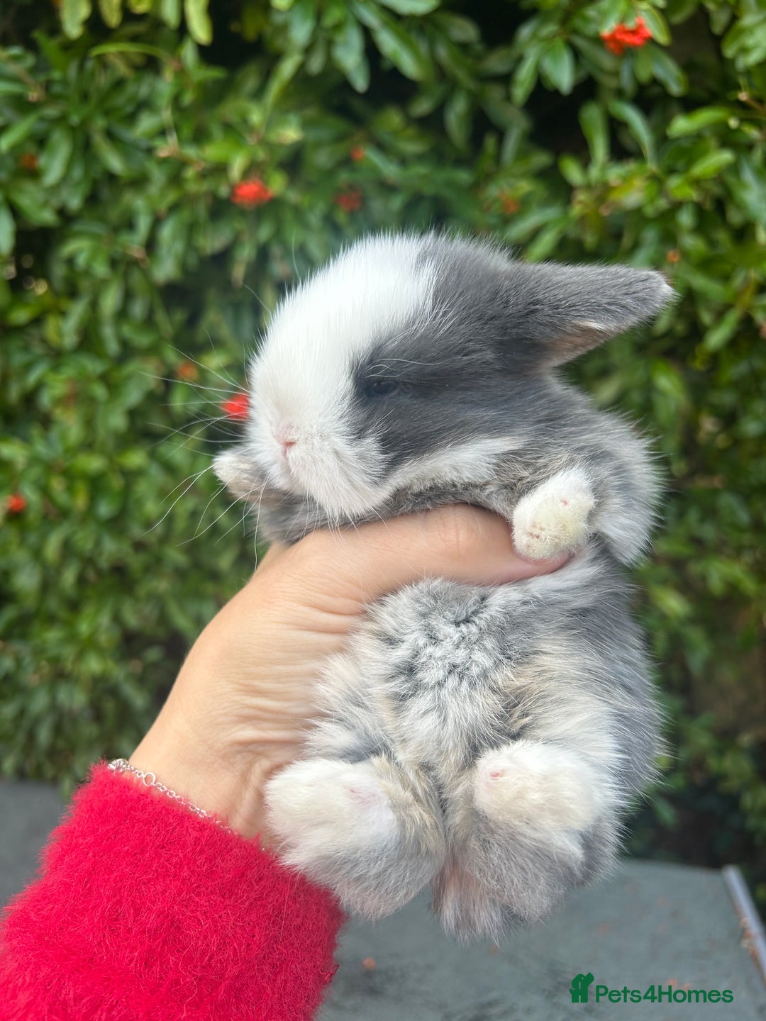 Mini Lop rabbits for sale: 3 beautiful mini lop rabbits for sale  - Image 9