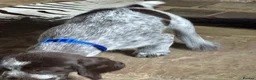 German Wirehaired Pointer dogs for sale: Ready to go Wiredhaired German pointer pups  - Advert 20