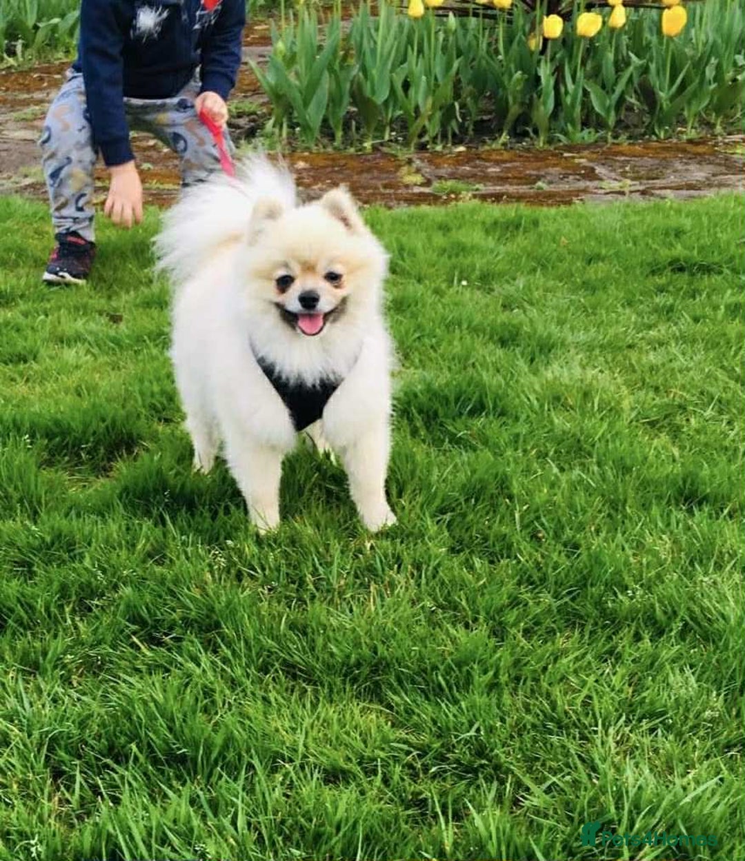 Pomeranian dogs for sale: Pomeranian puppies - Advert 16