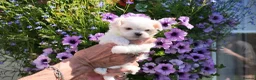 Maltese dogs for sale: Exceptional KC reg small Maltese  - Advert 4