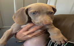Weimaraner dogs for sale: Only 1 girl available  - Image 3