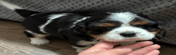 Cavalier King Charles Spaniel dogs for sale: KC REG/EXTENSIVELY MRI HEALTH Tested Male Cav Pup - Advert 4