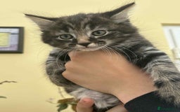 Maine Coon cats for sale: Maine coon cross kittens  - Image 2