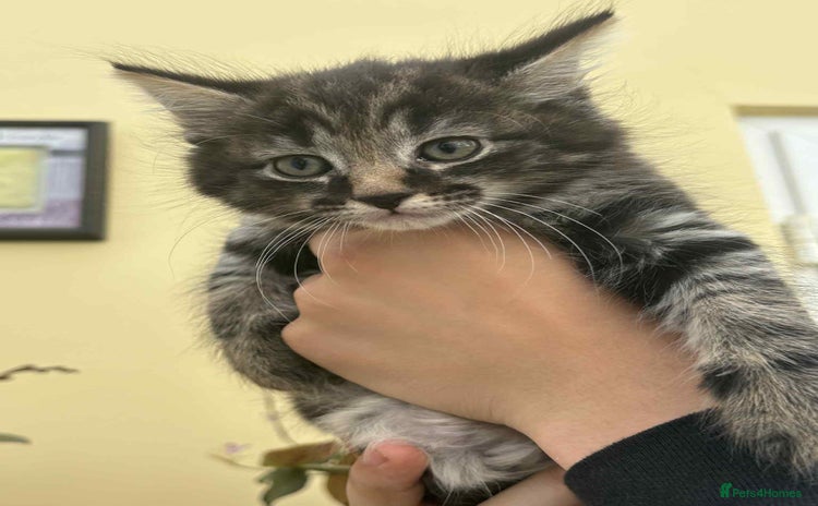 Maine Coon cats - Advert 1