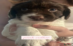 Sprocker dogs for sale: Sprocker puppies. Ready to leave 10th October.  - Image 19