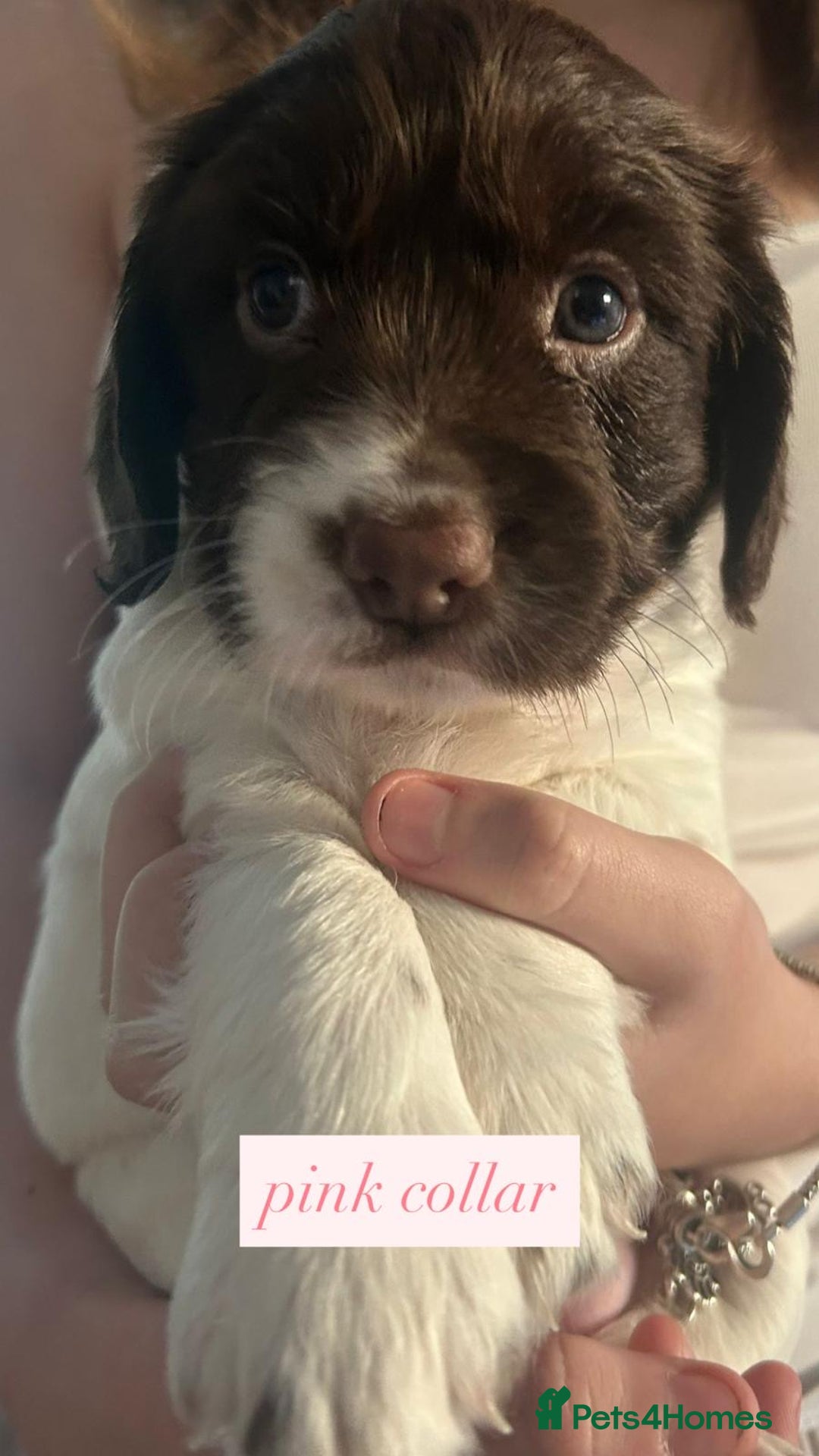 Sprocker dogs for sale: Sprocker puppies. Ready to leave 10th October.  - Image 19