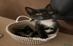 Mixed Breed cats for sale: 5 Gorgeous Happy Babies (Ready to Go) - Image 1