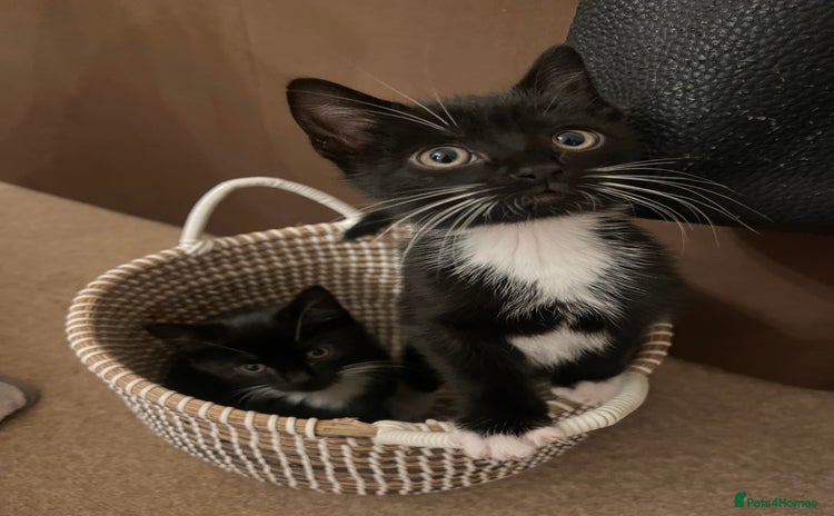 Mixed Breed cats - Advert 4