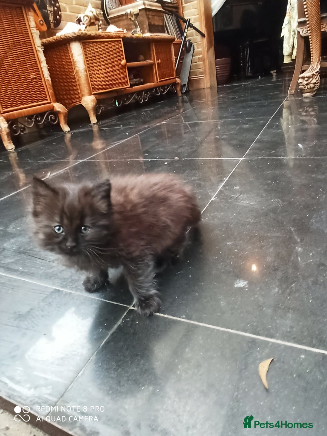 Siberian cats for sale: #4 lovely Siberian male kittens  - Image 5