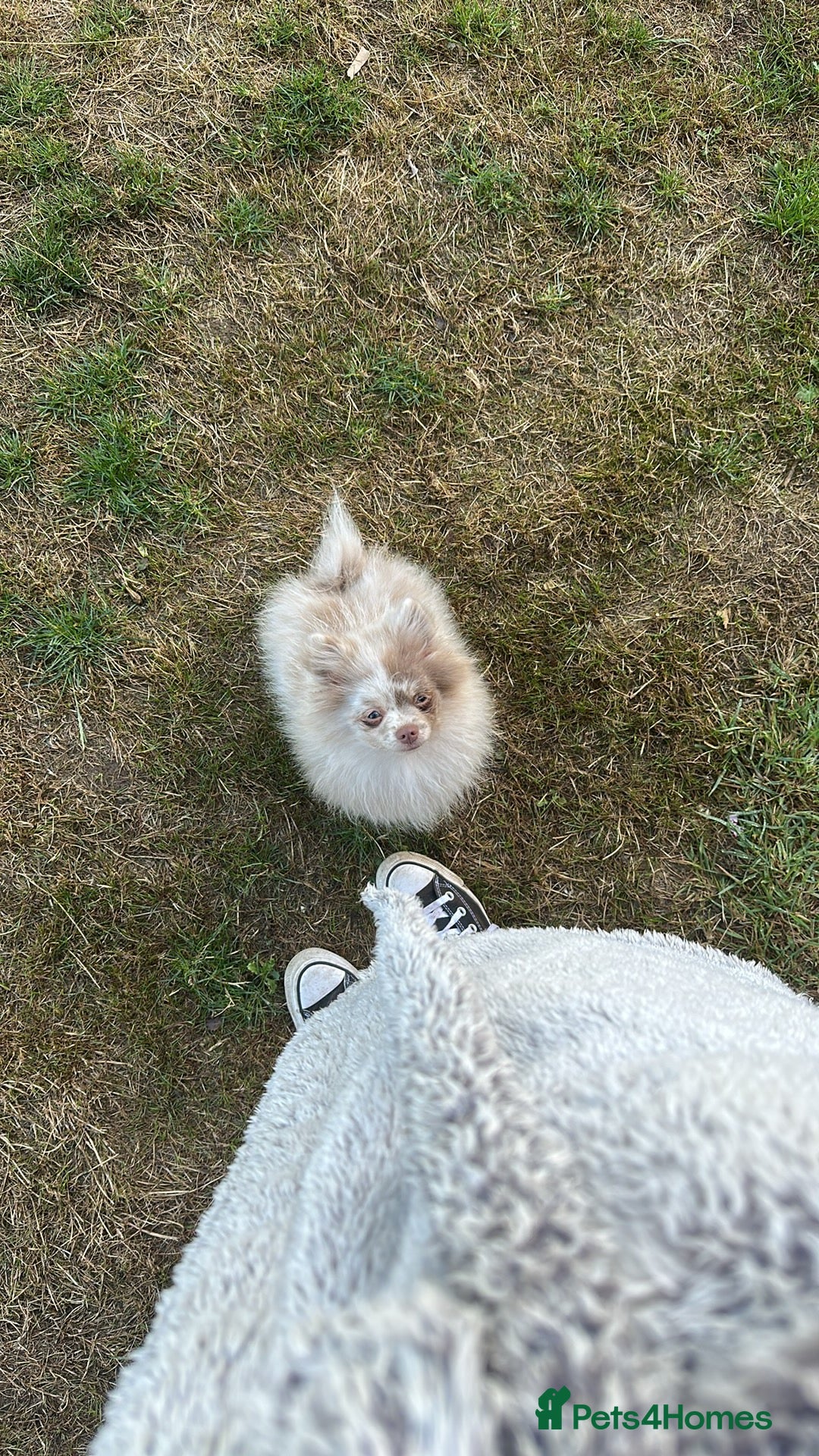 Pomeranian dogs for sale: 4 month old Merle Pomeranian boy  - Image 2