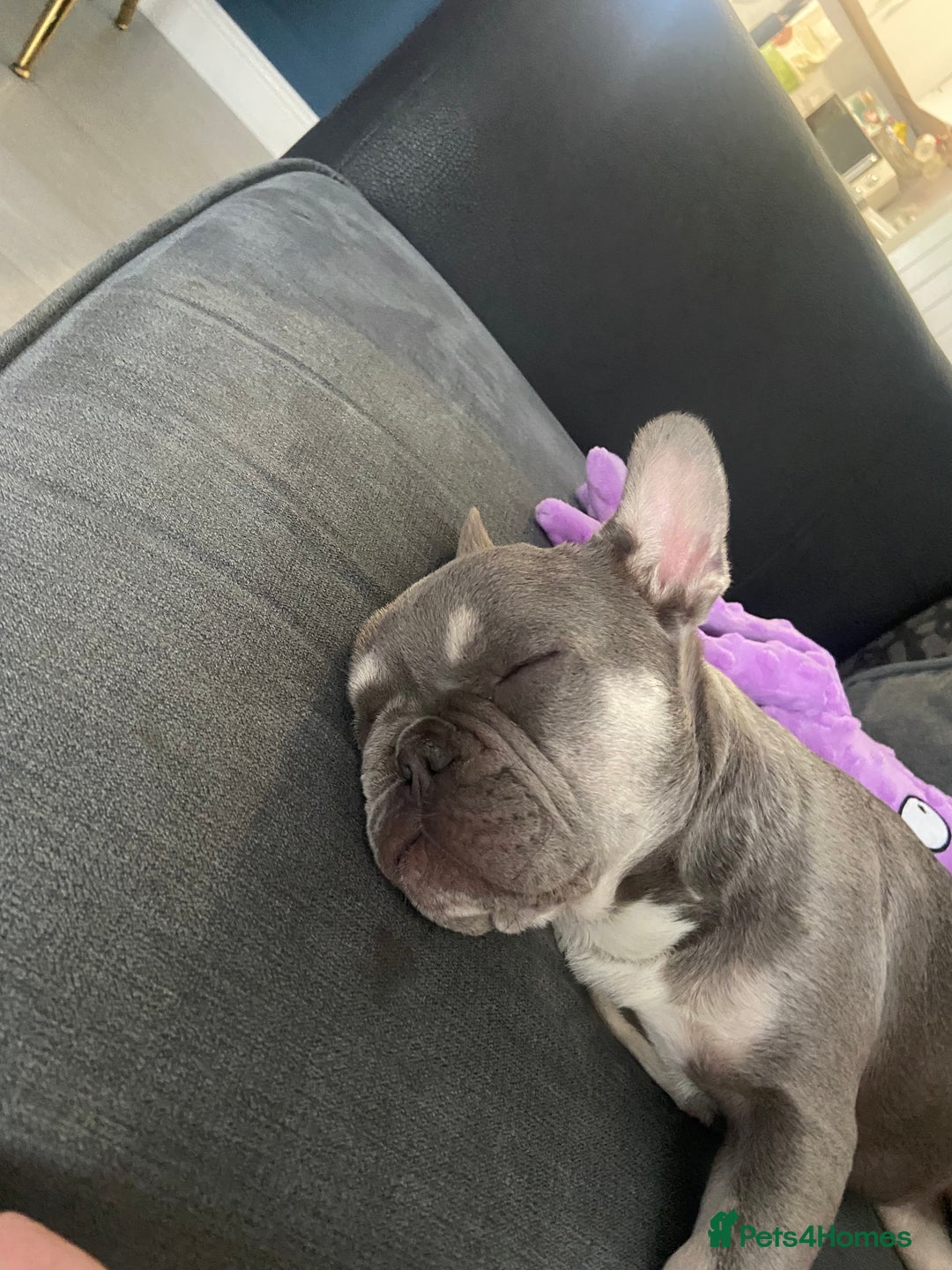 French Bulldog dogs for sale: Female 9 month old French bulldog  - Advert 5