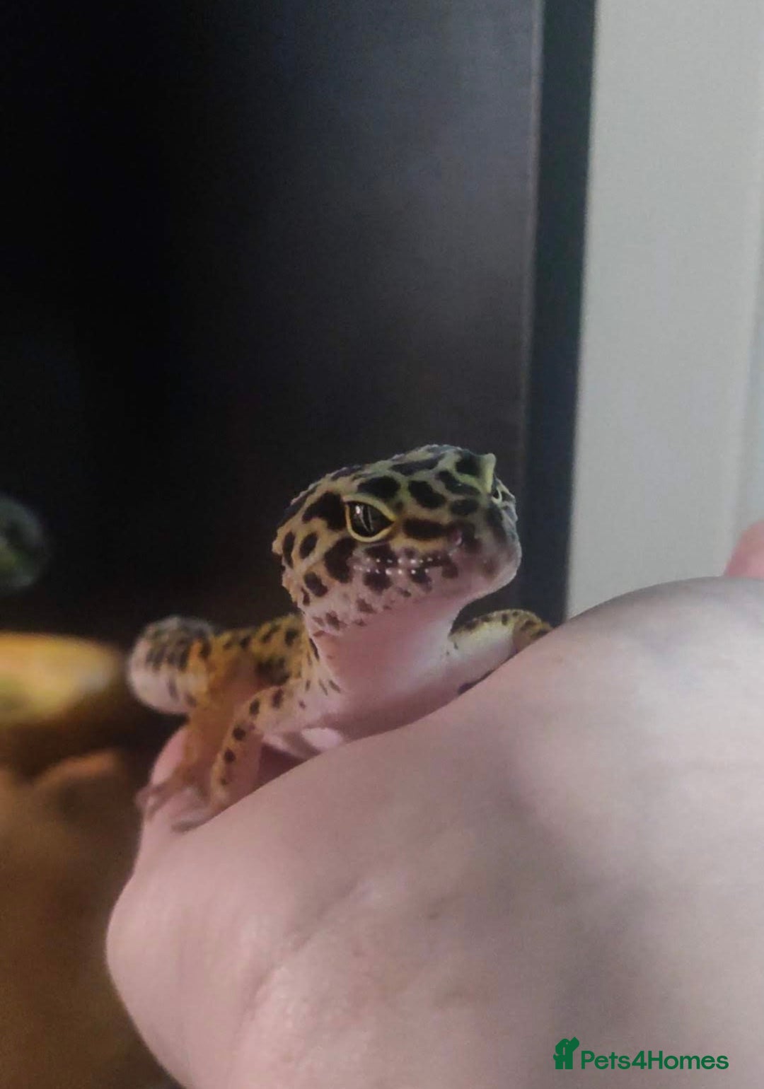 Leopard Gecko reptiles for sale: Beautiful Leopard Gecko - Advert 2