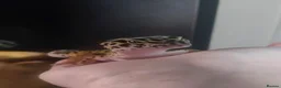 Leopard Gecko reptiles for sale: Beautiful Leopard Gecko - Advert 2
