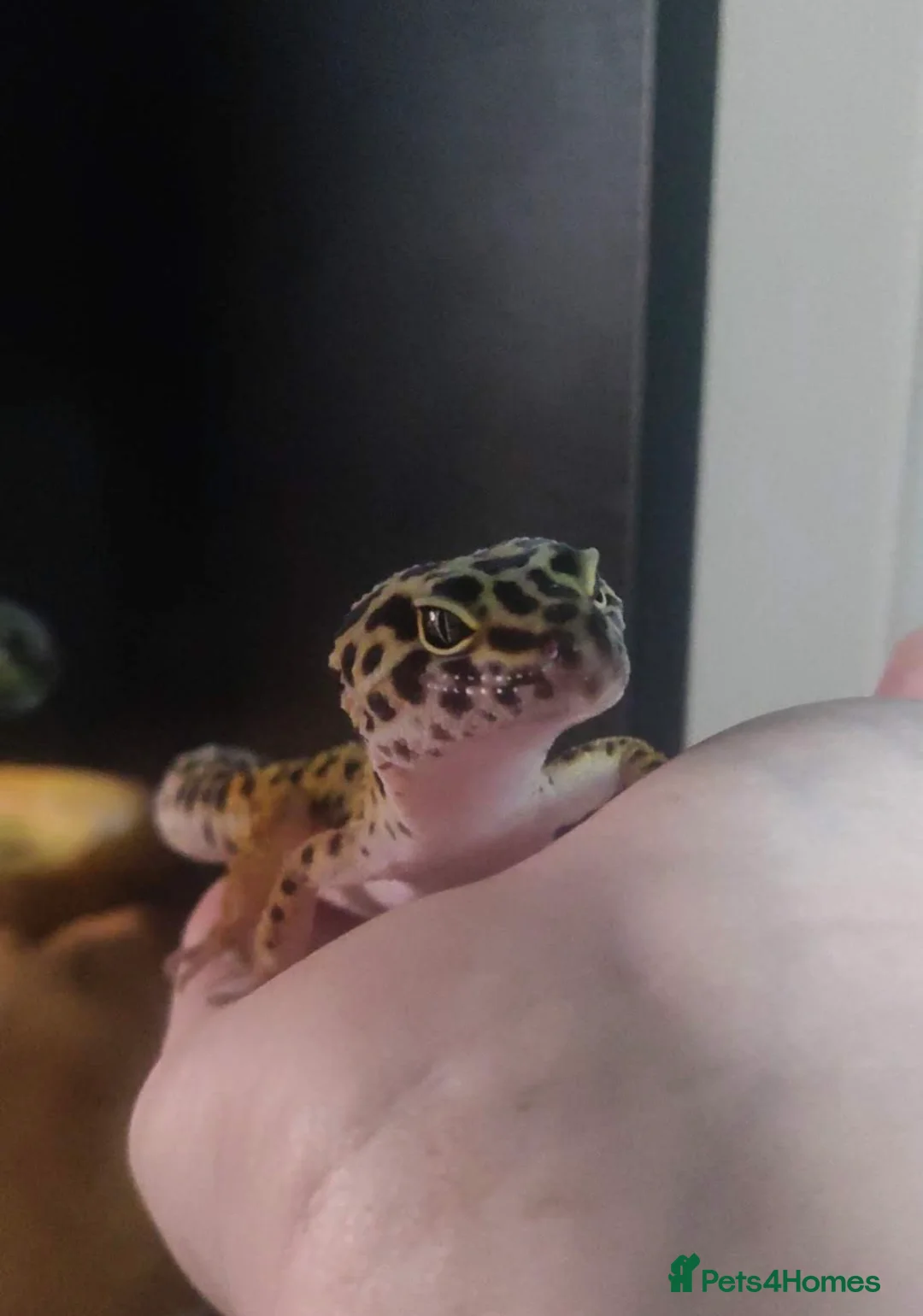 Leopard Gecko reptiles for sale: Beautiful Leopard Gecko - Advert 2