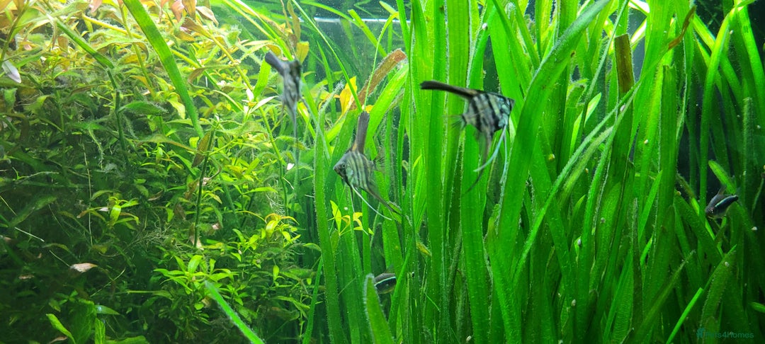 Angelfish fish for sale: Stunning stripes Angel Fish - Advert 18